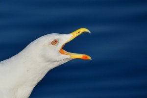 seagull