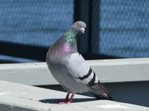 pigeon