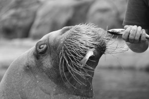 Black and white photo of a walrus being offered a fish, with one already in its mouth