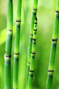 Bamboo