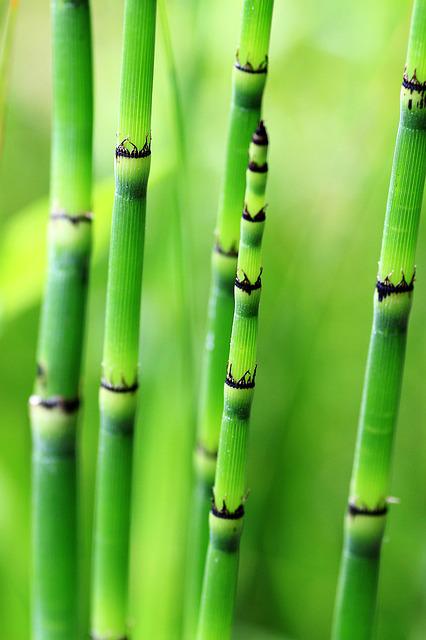 Bright green bamboo stalks on a brihgt green background
