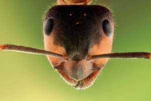 Ant head close up 