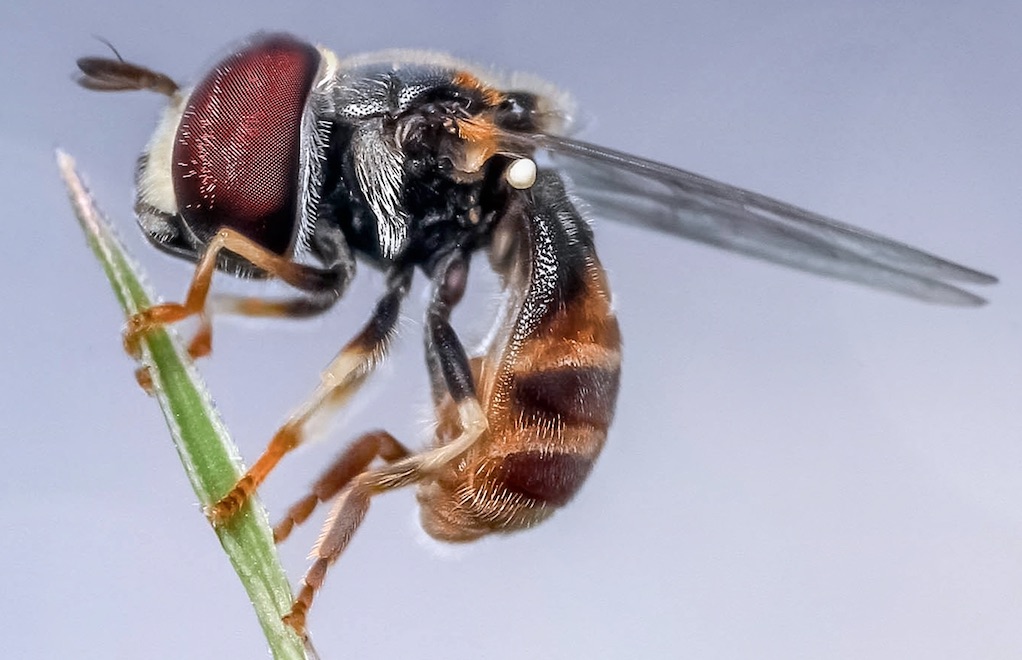 A hoverfly on a blade of grass