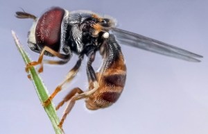 Hoverfly on blade of grass