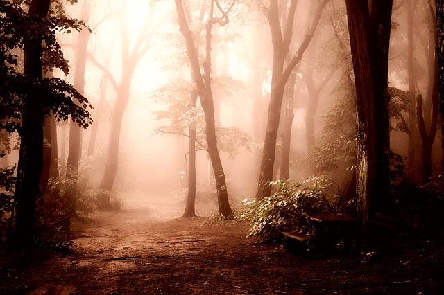 A path through the forest at dawn in the fog