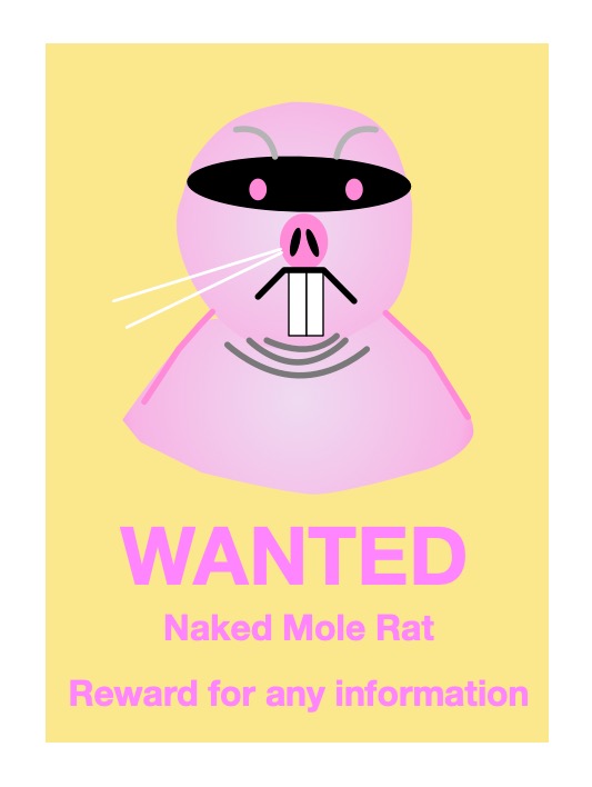 Wanted poster for a masked Naked Mole Rat
WANTED
Naked Mole Rat
Reward for any Information