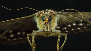 A moth flying towards us close up