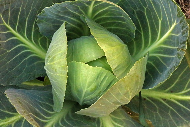 A cabbage smiling at you