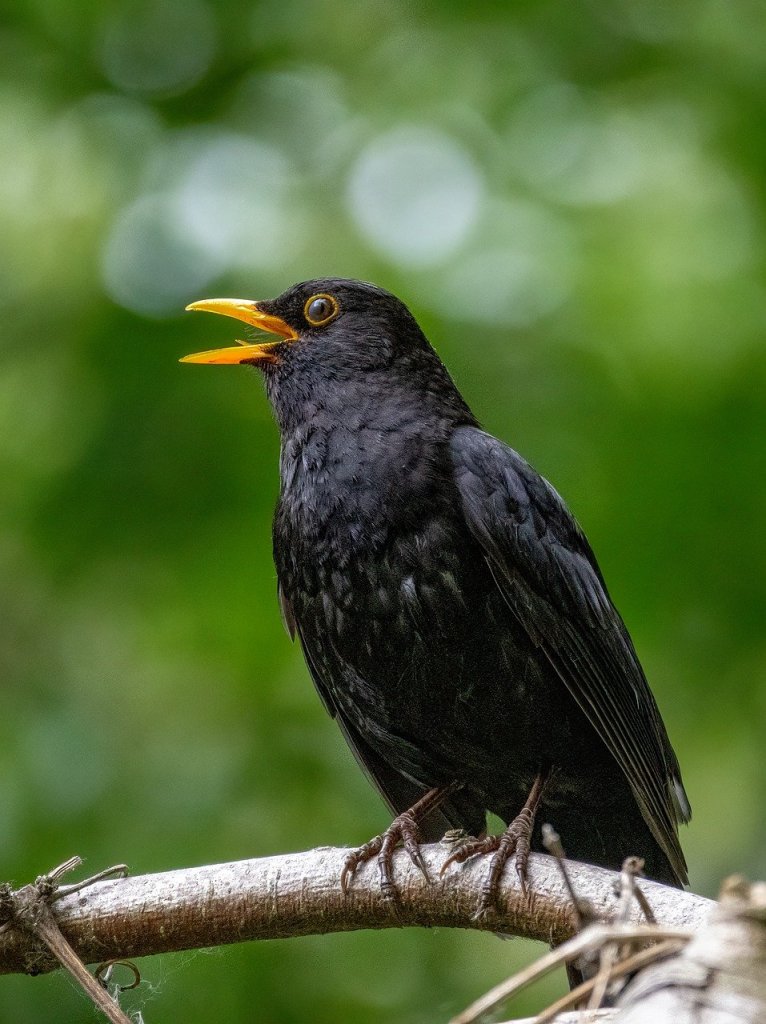 Blackbird singing