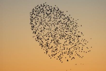 A murmuration