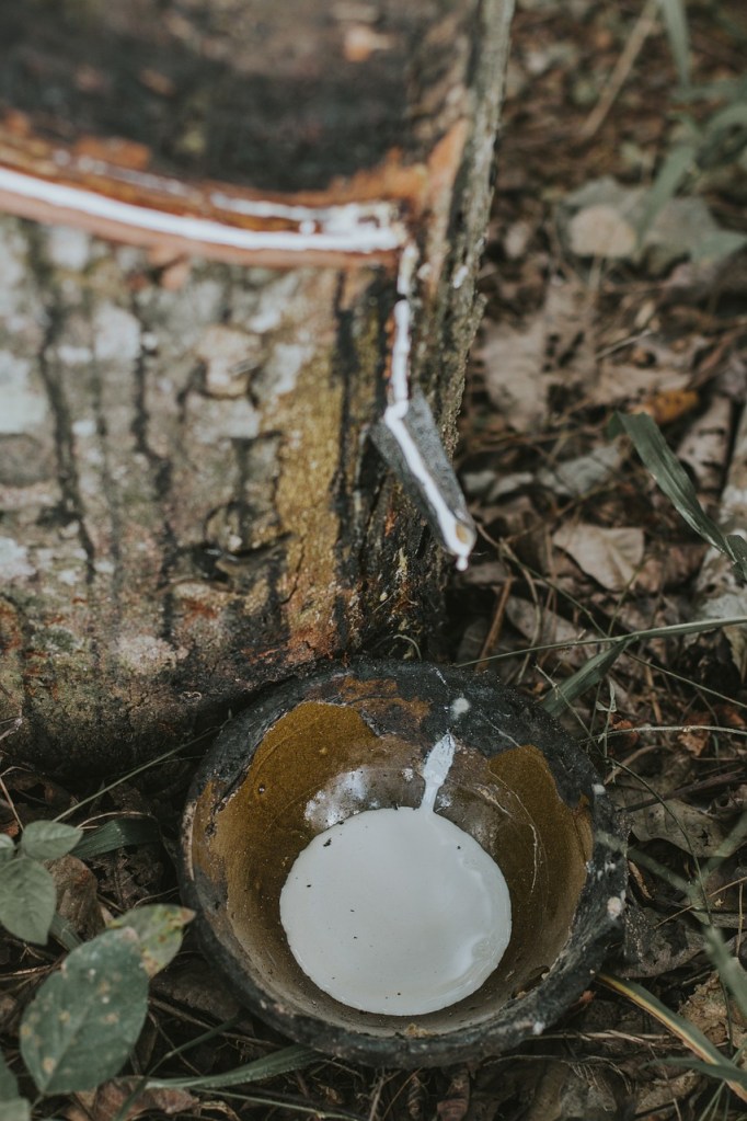 Rubber tree being tapped