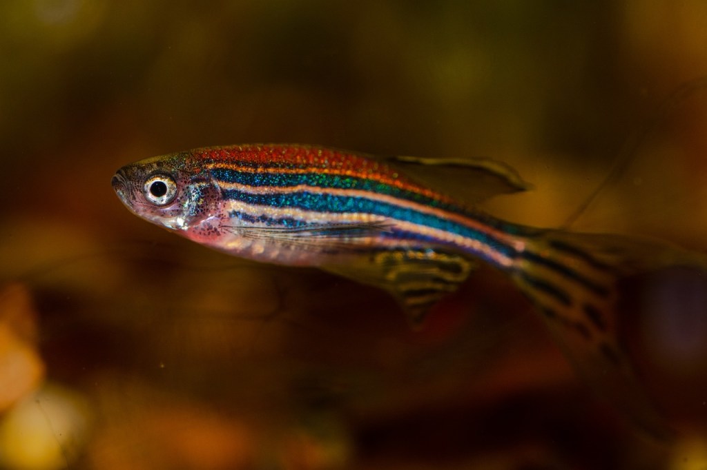 Zebrafish with the appearance of red white and blue stripes