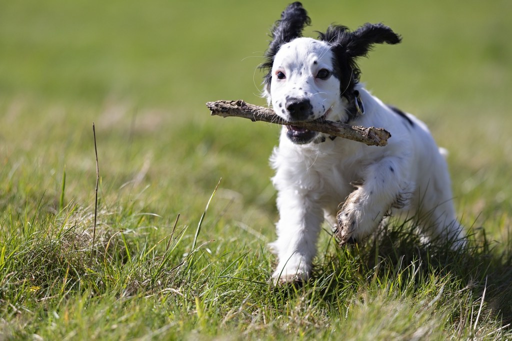 A puppy fetching a stick