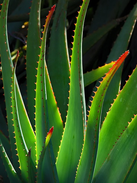Aloe vera plant
