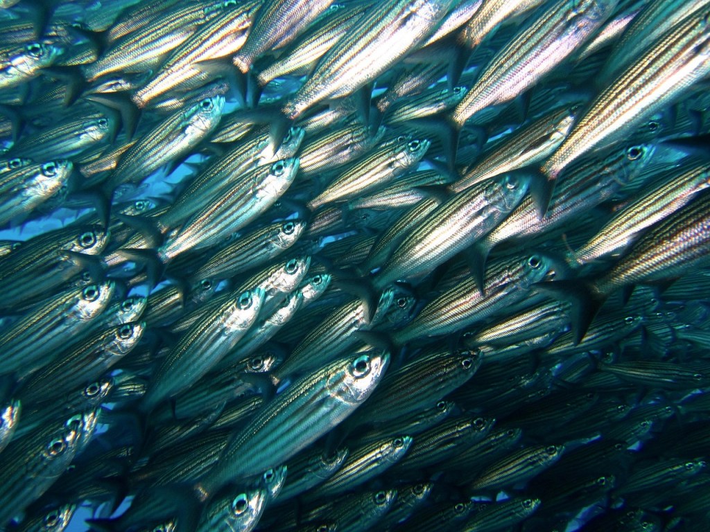 A shoal of silvery blue fish densely packed and swimming together