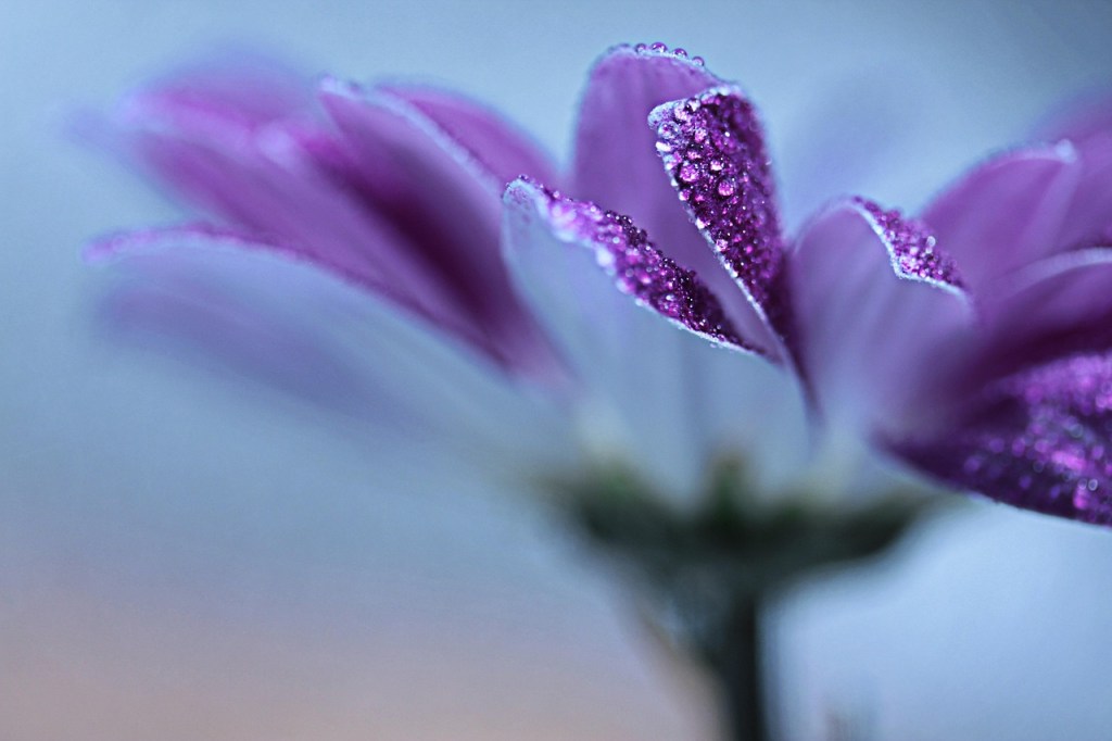 A purple flower with dew drops
