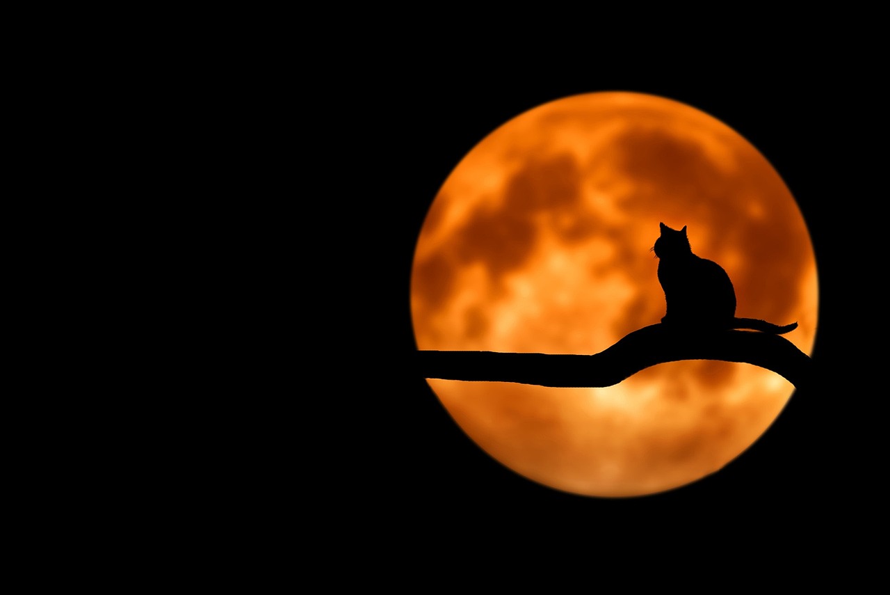 A cat in a tree silhouted by a red moon
