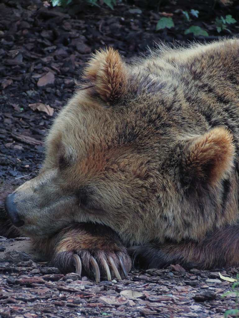 A brown bear sleeps, resting its head on its paw.