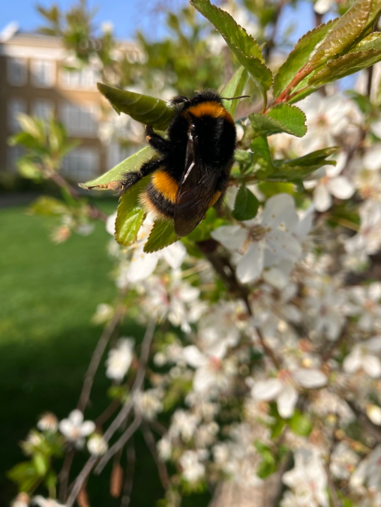 A bee sitting on the leaves of a blossom tree in Blackheath